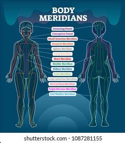 peter hermes furian woman meridians|Woman Meridian System Description Chart Black Stock Vector .